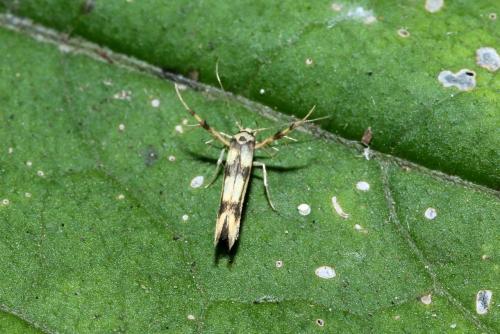 Stathmopoda pedella